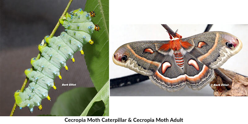 Cecropia Moth Caterpillar & Cecropia Moth Adult