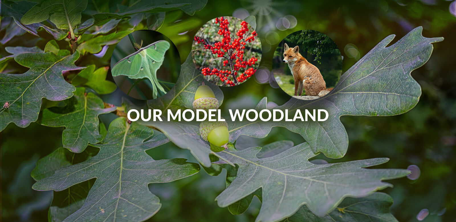 Foulkeways Model Woodland Project, called Our Model Woodland
