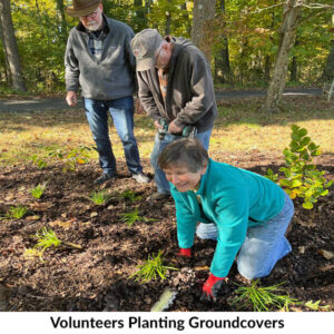 Volunteers Planting Groundcovers