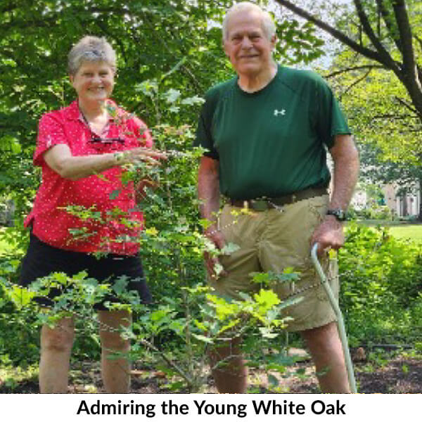 Admiring the Young White Oak